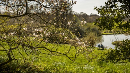 A view from under the blossom tree of a couple relaxing on a bench by the Mirror Lake at Sizergh, Cumbria